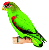 Touit costaricensis
